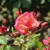 Strauchrose 'Lichtblick'®
