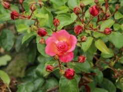 Strauchrose 'Lichtblick'® 15 Strauchrose 'Lichtblick'® -Edelrosen Geschaft strauchrose lichtblick m059947 w 0