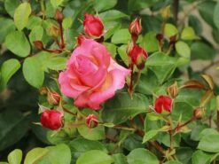 Strauchrose 'Lichtblick'® 12 Strauchrose 'Lichtblick'® -Edelrosen Geschaft strauchrose lichtblick m059947 w 2