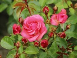 Strauchrose 'Lichtblick'® 14 Strauchrose 'Lichtblick'® -Edelrosen Geschaft strauchrose lichtblick m059947 w 3