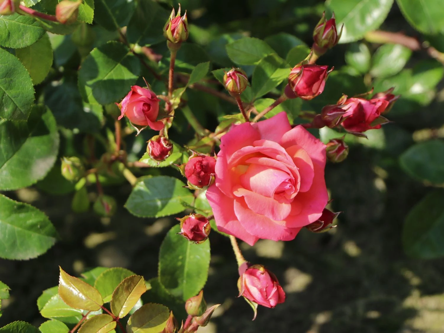 Strauchrose 'Lichtblick'® 2 Strauchrose 'Lichtblick'® – Bild 2