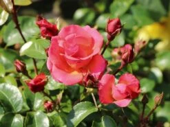 Strauchrose 'Lichtblick'® 13 Strauchrose 'Lichtblick'® -Edelrosen Geschaft strauchrose lichtblick m059947 w 5