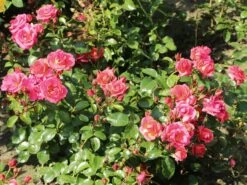 Strauchrose 'Lichtblick'® 19 Strauchrose 'Lichtblick'® -Edelrosen Geschaft strauchrose lichtblick m059947 w 7