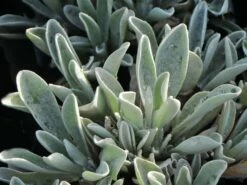 Strohblume 'Ruby Cluster' -Edelrosen Geschaft strohblume ruby cluster m117993 w 0