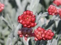 Strohblume 'Ruby Cluster' -Edelrosen Geschaft strohblume ruby cluster m117993 w 5