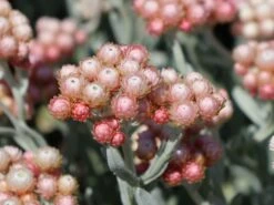 Strohblume 'Ruby Cluster' -Edelrosen Geschaft strohblume ruby cluster m117993 w 7