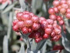 Strohblume 'Ruby Cluster' -Edelrosen Geschaft strohblume ruby cluster m117993 w 8