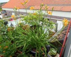 Taglilie 'Aten' 27 Taglilie 'Aten' -Edelrosen Geschaft taglilie aten m045478 1234771 1