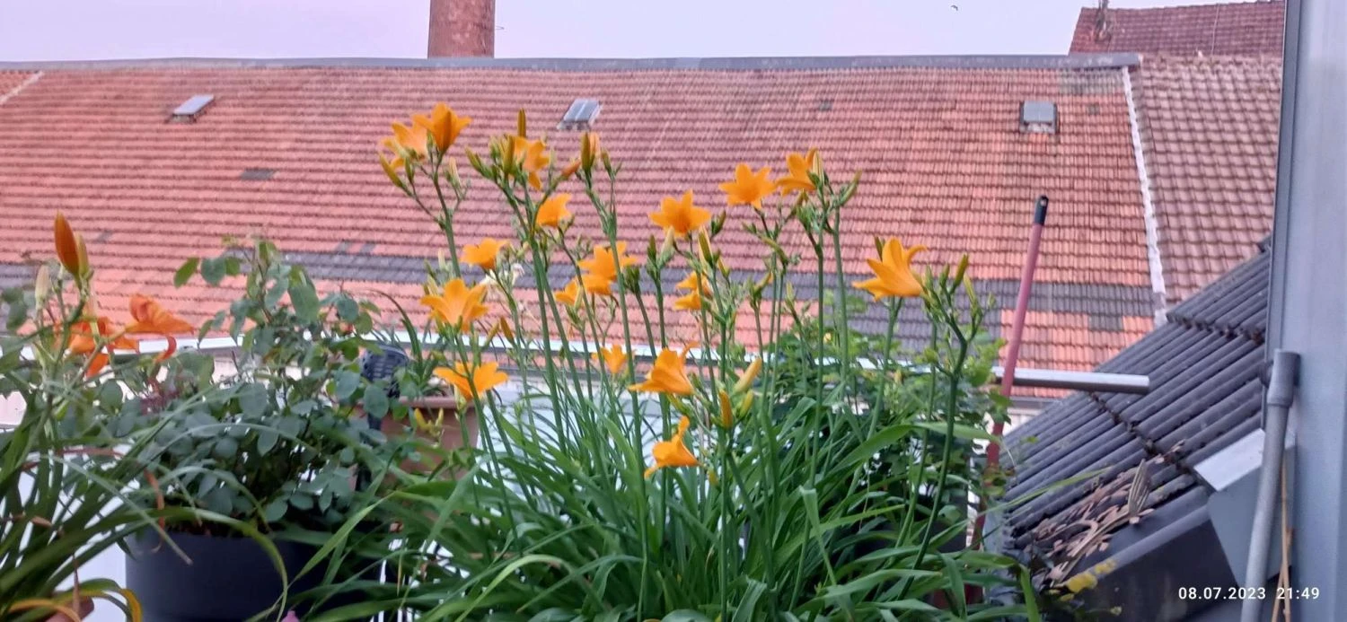 Taglilie 'Aten' 12 Taglilie 'Aten' – Bild 12