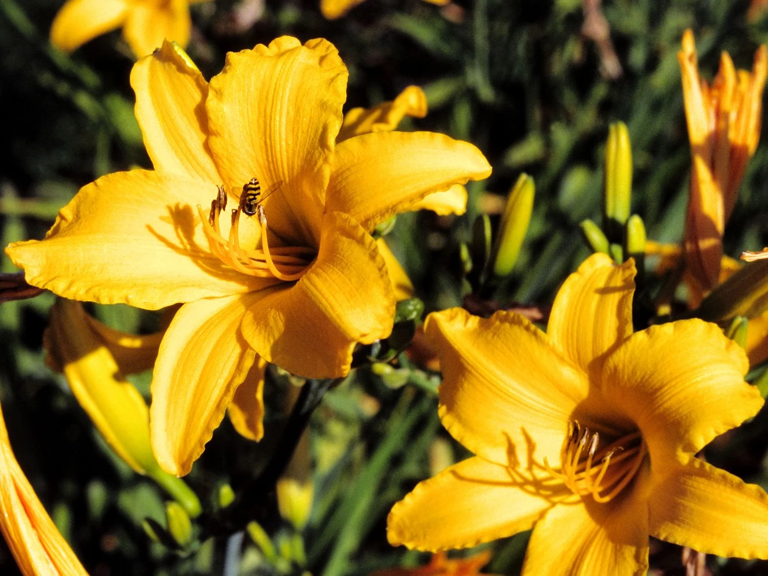 Taglilie 'Aten' 9 Taglilie 'Aten' – Bild 9