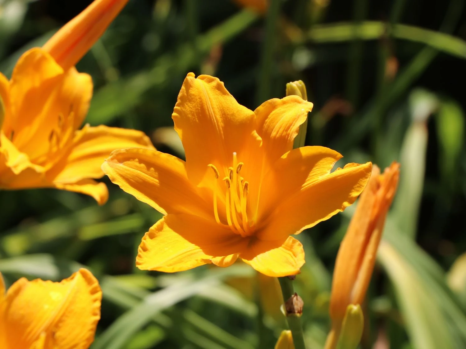 Taglilie 'Aten' 6 Taglilie 'Aten' – Bild 6