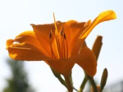 Taglilie 'Aten' 18 Taglilie 'Aten' -Edelrosen Geschaft taglilie aten m045478 w 2