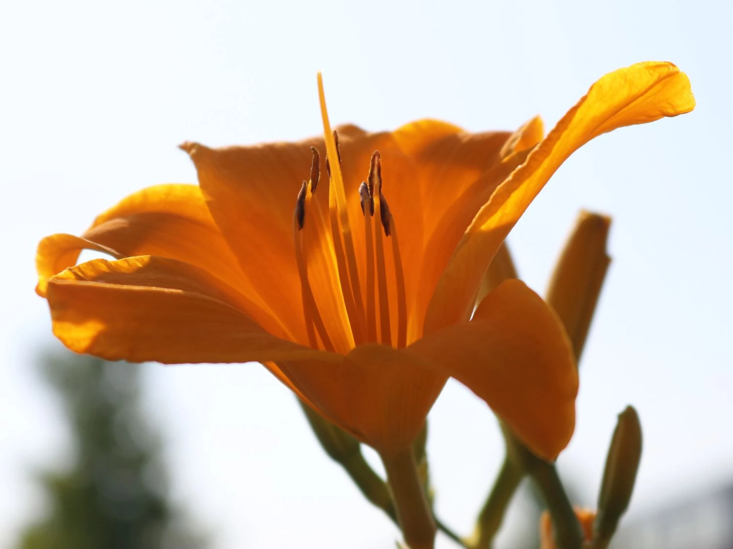 Taglilie 'Aten' 5 Taglilie 'Aten' – Bild 5