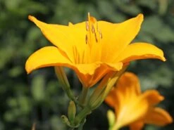 Taglilie 'Aten' 20 Taglilie 'Aten' -Edelrosen Geschaft taglilie aten m045478 w 3