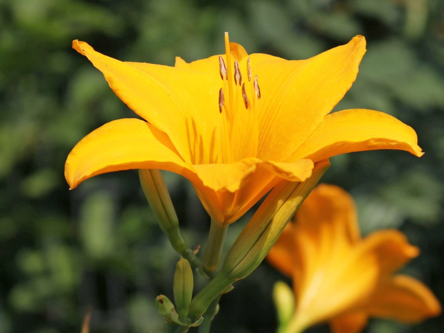 Taglilie 'Aten' 7 Taglilie 'Aten' – Bild 7