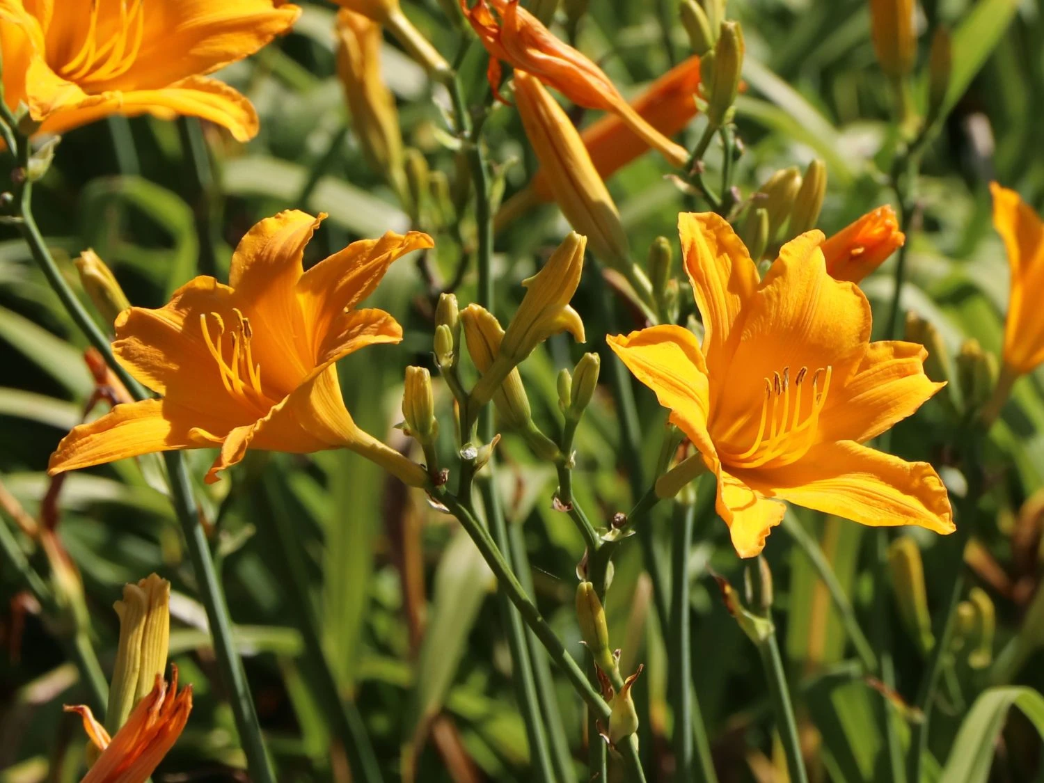 Taglilie 'Aten' 2 Taglilie 'Aten' – Bild 2