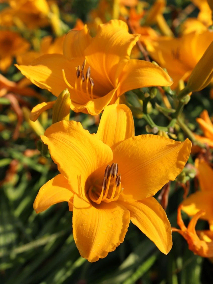 Taglilie 'Aten' 4 Taglilie 'Aten' – Bild 4