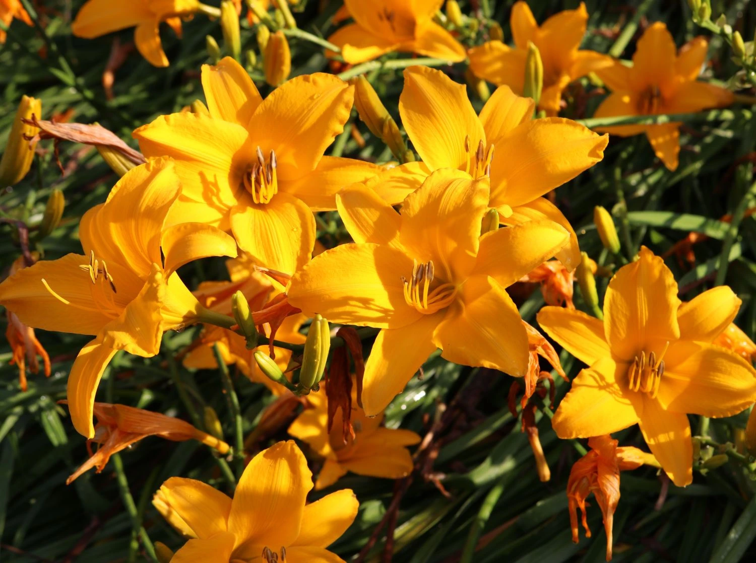 Taglilie 'Aten' 3 Taglilie 'Aten' – Bild 3