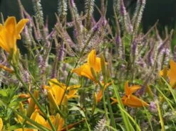 Taglilie 'Aten' 21 Taglilie 'Aten' -Edelrosen Geschaft taglilie aten m045478 w 8