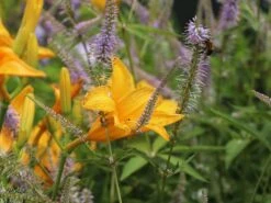 Taglilie 'Aten' 24 Taglilie 'Aten' -Edelrosen Geschaft taglilie aten m045478 w 9