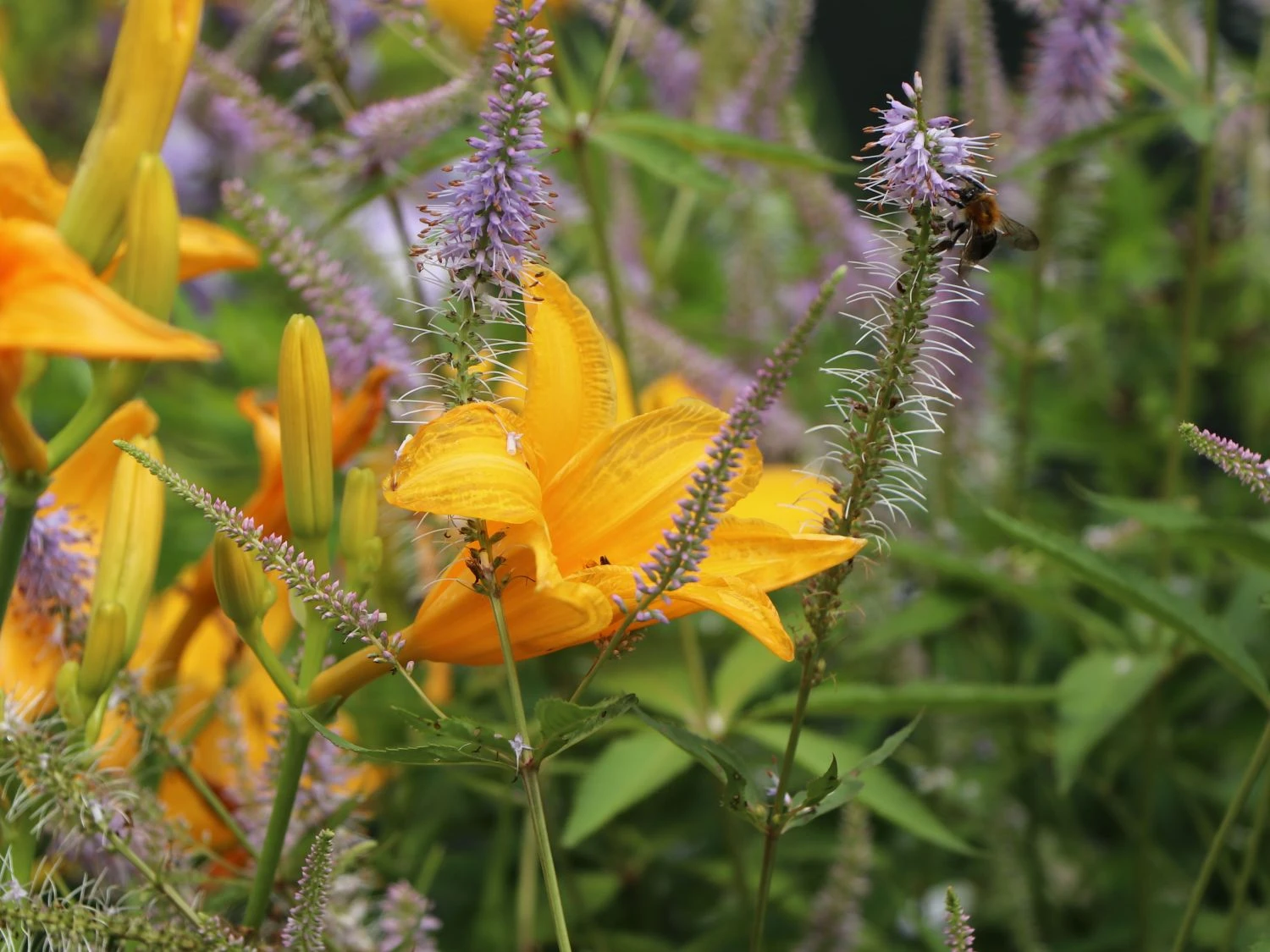 Taglilie 'Aten' 11 Taglilie 'Aten' – Bild 11