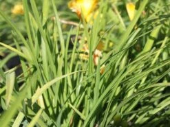 Taglilie 'Mini Stella' -Edelrosen Geschaft taglilie mini stella m055709 w 1