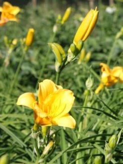 Taglilie 'Mini Stella' -Edelrosen Geschaft taglilie mini stella m055709 w 3