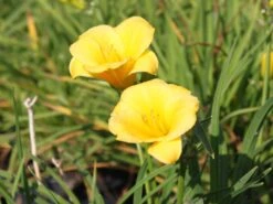 Taglilie 'Mini Stella' -Edelrosen Geschaft taglilie mini stella m055709 w 4