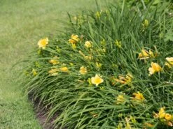 Taglilie 'Mini Stella' -Edelrosen Geschaft taglilie mini stella m055709 w 5