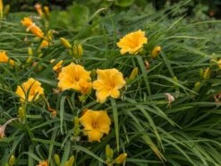 Taglilie 'Mini Stella' -Edelrosen Geschaft taglilie mini stella m055709 w 6