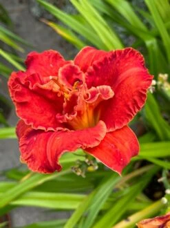 Taglilie 'Moses Fire' -Edelrosen Geschaft taglilie moses fire m058863 900765 0