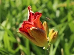 Taglilie 'Moses Fire' -Edelrosen Geschaft taglilie moses fire m058863 w 1