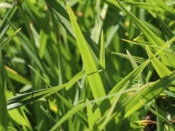 Taglilie 'Moses Fire' -Edelrosen Geschaft taglilie moses fire m058863 w 2