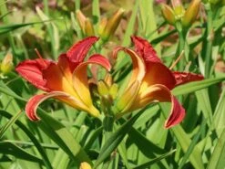 Taglilie 'Moses Fire' -Edelrosen Geschaft taglilie moses fire m058863 w 7