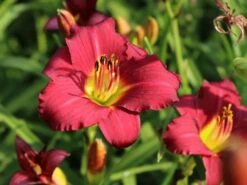 Taglilie 'Pardon Me'