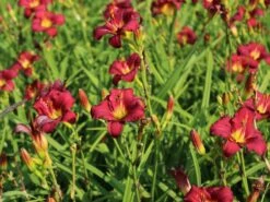 Taglilie 'Pardon Me' 12 Taglilie 'Pardon Me' -Edelrosen Geschaft taglilie pardon me m058875 w 1