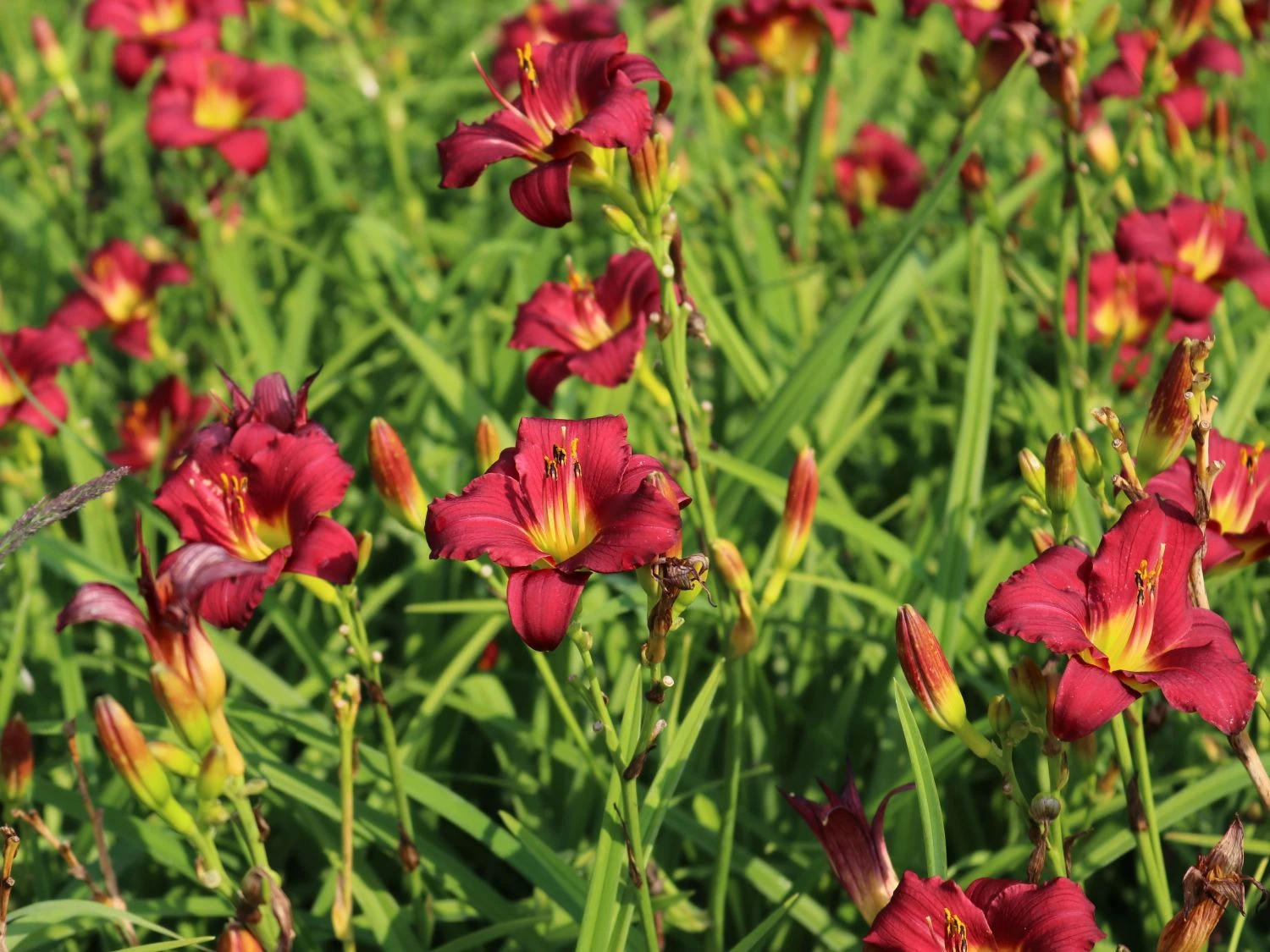 Taglilie 'Pardon Me' 4 Taglilie 'Pardon Me' – Bild 4