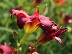 Taglilie 'Pardon Me' 11 Taglilie 'Pardon Me' -Edelrosen Geschaft taglilie pardon me m058875 w 2