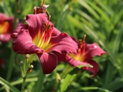 Taglilie 'Pardon Me' 15 Taglilie 'Pardon Me' -Edelrosen Geschaft taglilie pardon me m058875 w 3