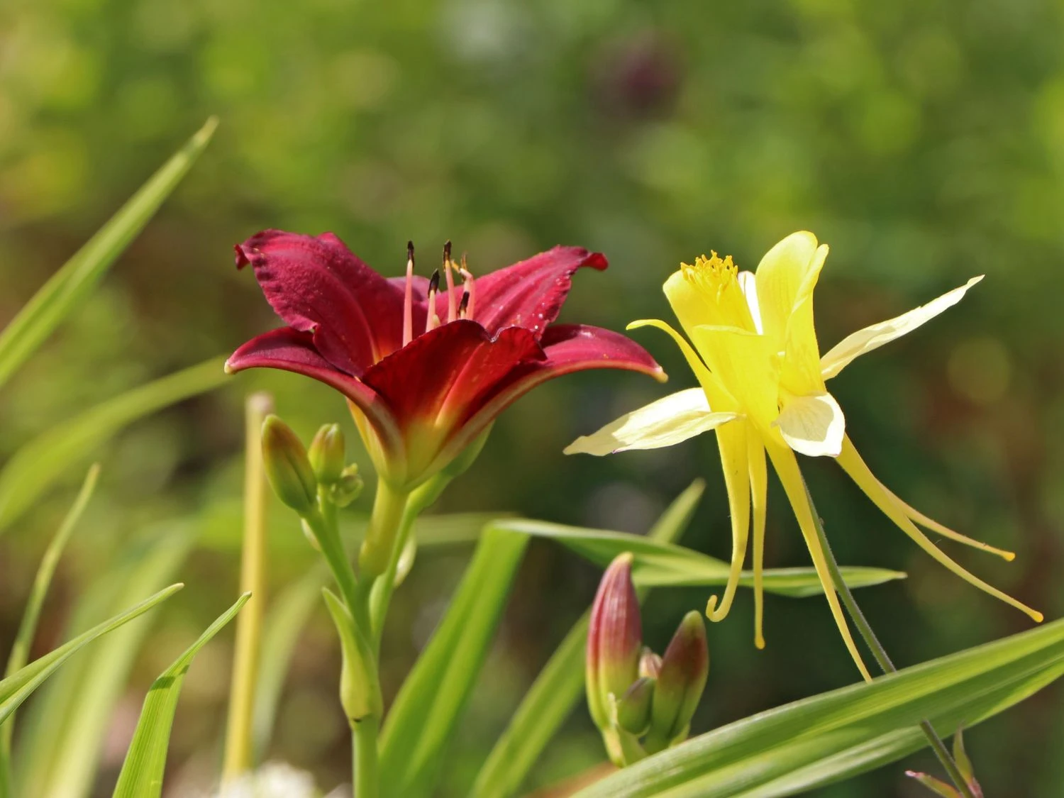 Taglilie 'Pardon Me' 5 Taglilie 'Pardon Me' – Bild 5