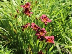 Taglilie 'Pardon Me' 16 Taglilie 'Pardon Me' -Edelrosen Geschaft taglilie pardon me m058875 w 5