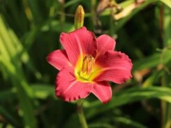 Taglilie 'Pardon Me' 17 Taglilie 'Pardon Me' -Edelrosen Geschaft taglilie pardon me m058875 w 6