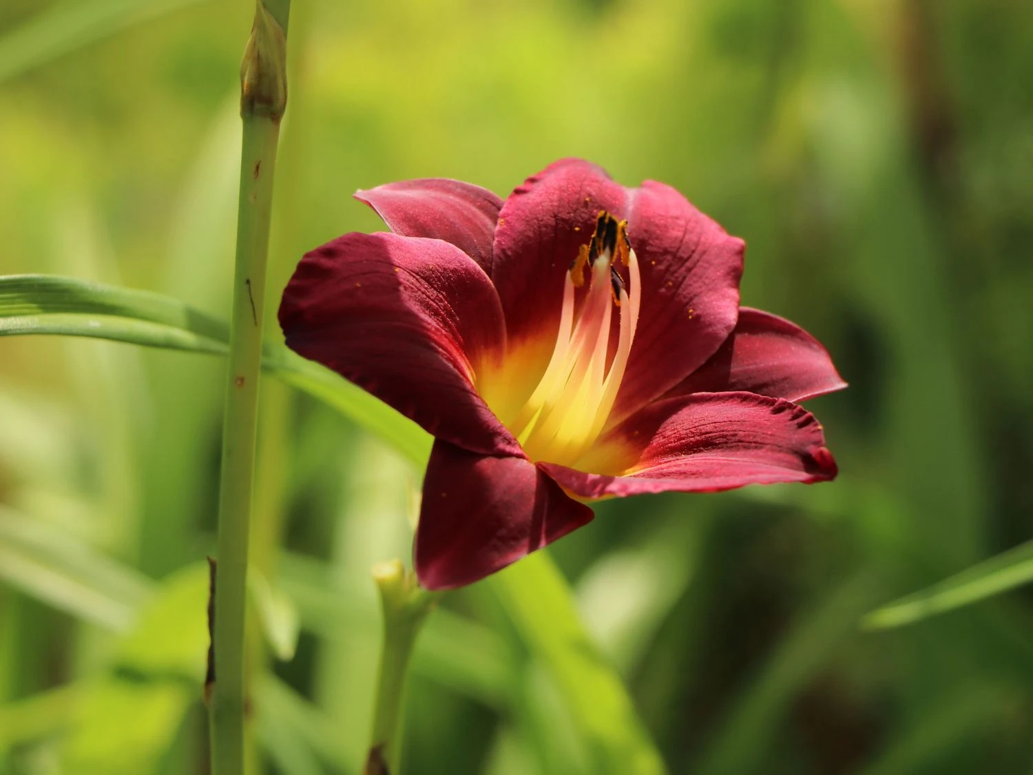 Taglilie 'Pardon Me' 6 Taglilie 'Pardon Me' – Bild 6