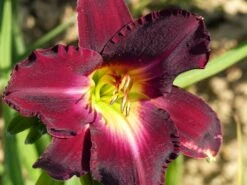 Taglilie 'Strutter's Ball' -Edelrosen Geschaft taglilie strutters ball m045486 765787 0