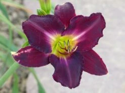 Taglilie 'Strutter's Ball' -Edelrosen Geschaft taglilie strutters ball m045486 765787 1