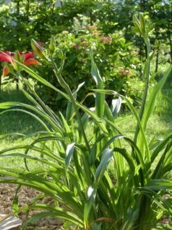 Taglilie 'Strutter's Ball' -Edelrosen Geschaft taglilie strutters ball m045486 765787 2