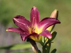 Taglilie 'Strutter's Ball' -Edelrosen Geschaft taglilie strutters ball m045486 w 0