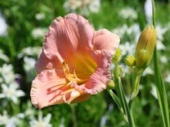 Taglilie 'Winsome Lady' 7 Taglilie 'Winsome Lady' -Edelrosen Geschaft taglilie winsome lady m058901 w 0