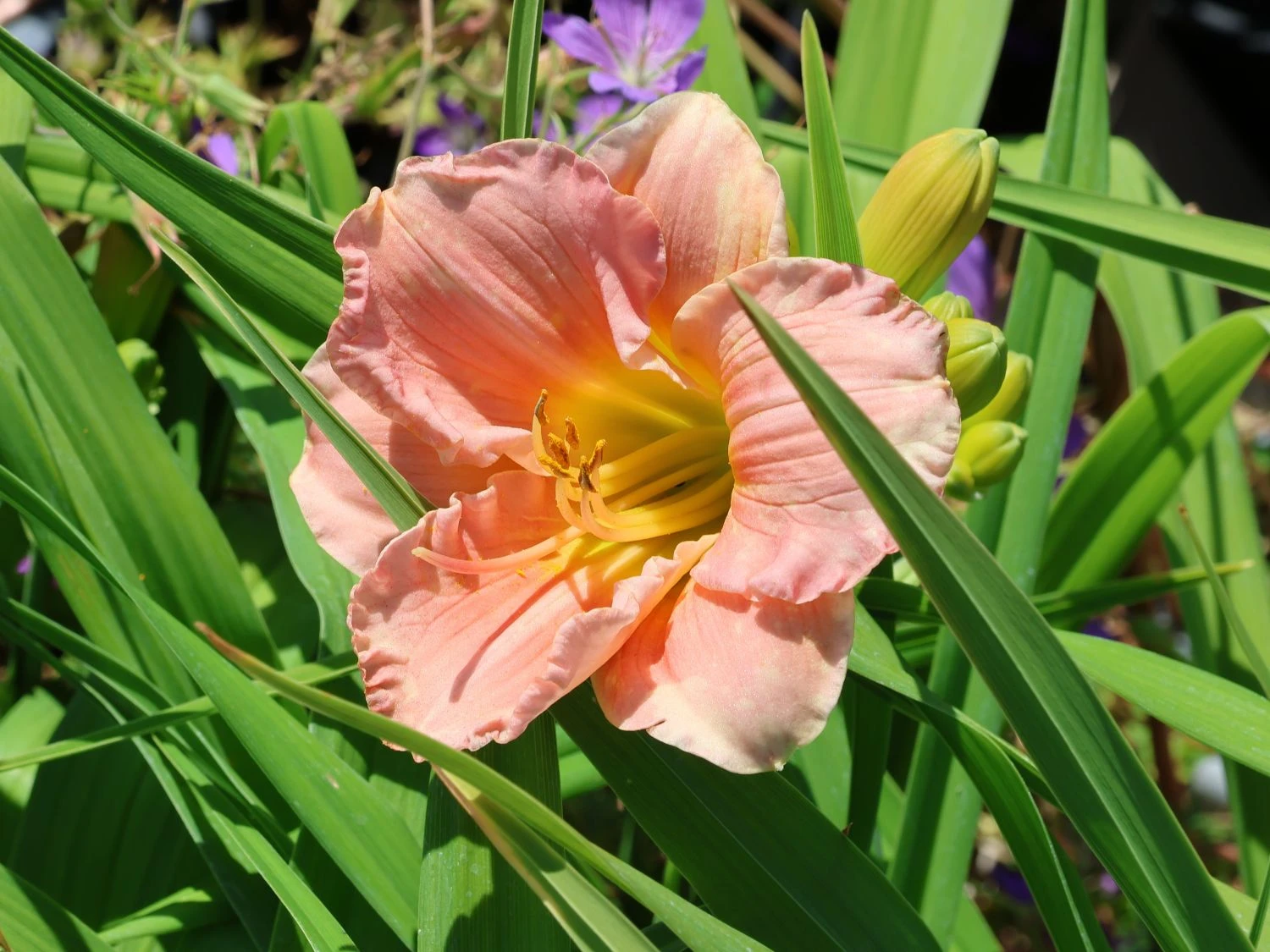 Taglilie 'Winsome Lady' 4 Taglilie 'Winsome Lady' – Bild 4