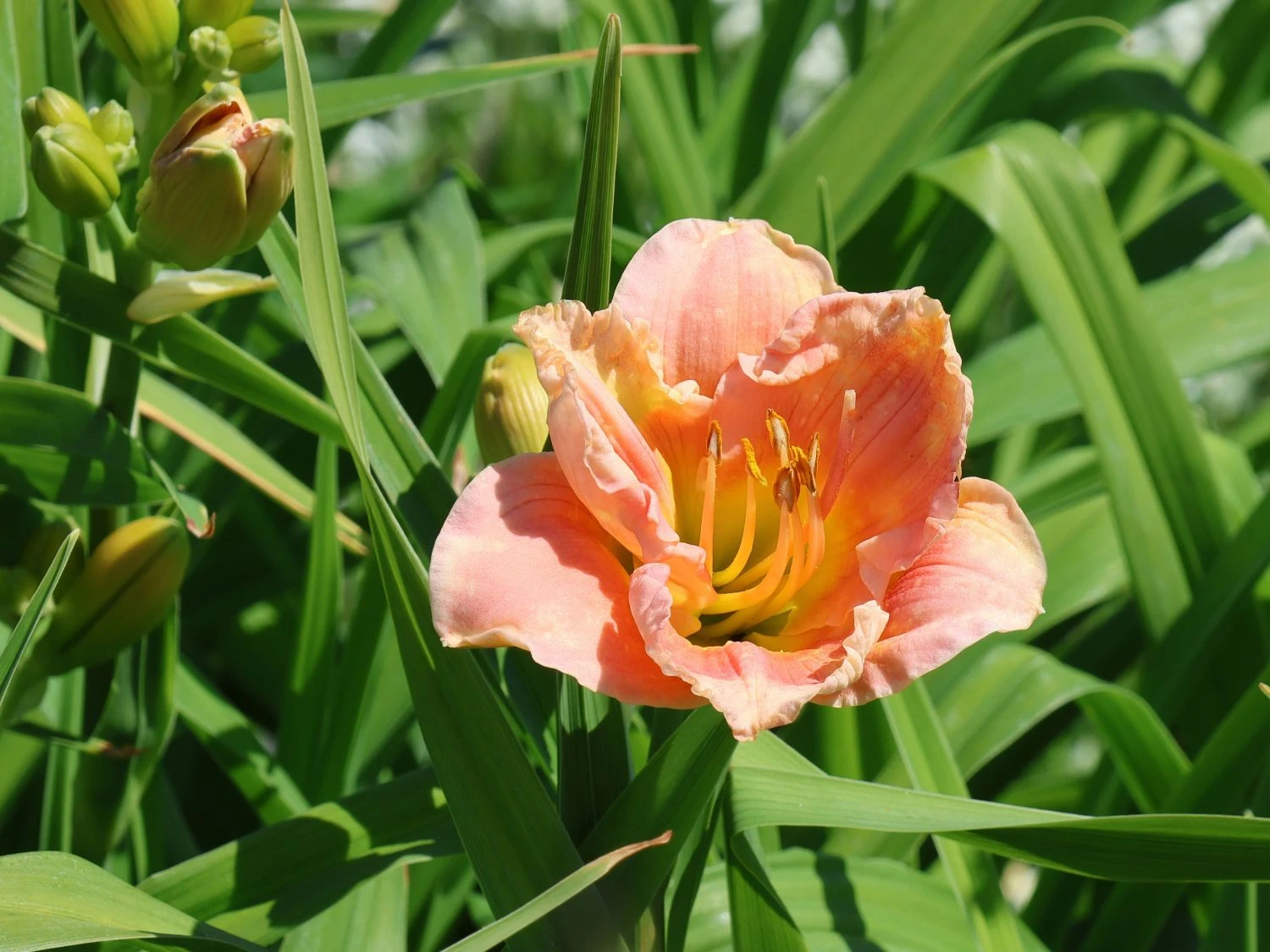 Taglilie 'Winsome Lady' 2 Taglilie 'Winsome Lady' – Bild 2